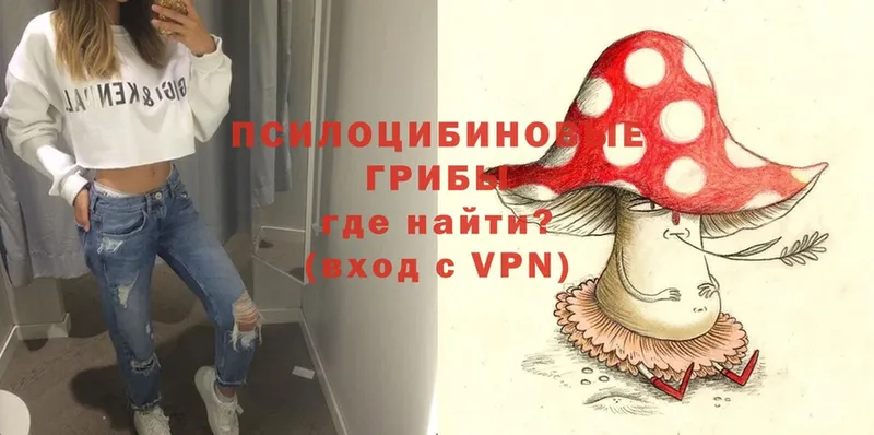 Галлюциногенные грибы Psilocybe  Боровичи 